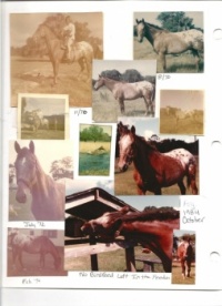 My beloved Sundance.  He was my college graduation gift.  Had him 25+ years.