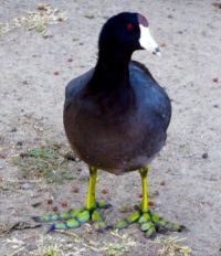 VOTED BEST FEET IN THE PARK -- THE AMERICAN COOT