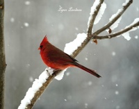 Cardinal Male