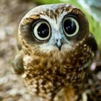 Big eyed owl