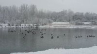 winter geese