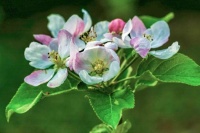Apple Blossom
