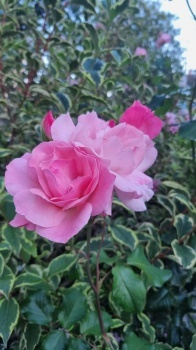 Bab's rose