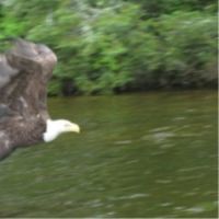 Bald Eagle