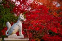 Autumn color, Fushimi Inari Taisha, Kyoto