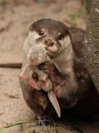 Otter with offspring