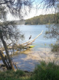 cormorant at tranquil Narrabeen Lakes