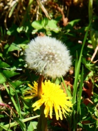 Dandelions