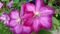 Clematis