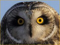 Short-Eared Owl near Brookings by Dale Nordlie