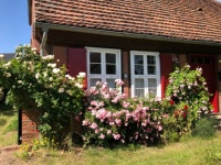 Cottage with roses