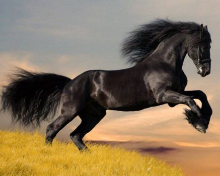 Majestic horse