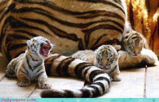 I'm a TIGER!  Be afraid!