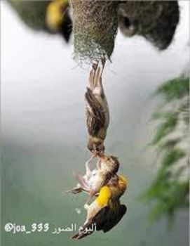 Do Birds Learn How to Fly: Unveiling Nature's Amazing Secrets