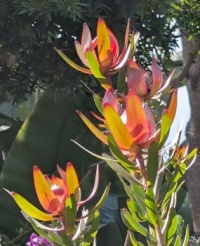 February blooms at the San Diego Botanic Garden