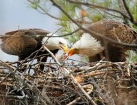 Bald Eagles mate for life