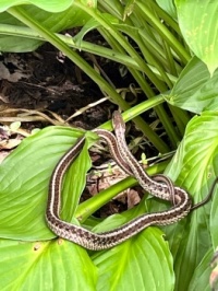 Common Garter snake in my Hosta
