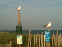 seagulls on signs