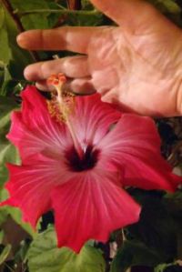 Home grown Hibiscus