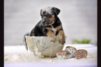bad puppy 2