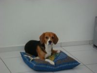 My beagle Teddy