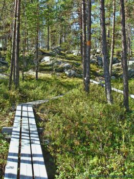 Muddus National Park, Sweden.