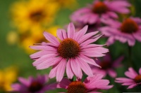 coneflowers