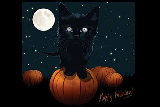 Kitty in a Pumpkin Patch