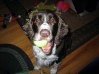 Bailey Dog