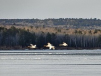 Swans flying over the bay