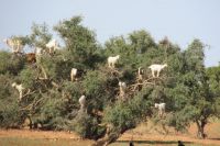 Morocco - goats in tree