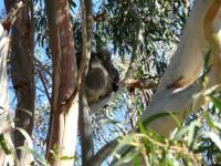 Sleepy koala