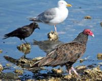 Nickies North Vancouver Island birds