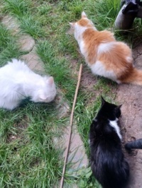 There is a new cat in the house - es gibt eine neue Katze im Haus