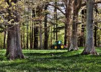 A Deere In The Woods