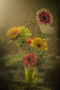 rain and flowers