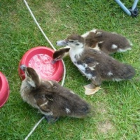 Thirsty duckies drinking from Bambi's bowl