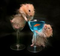 FUNNY HAMSTERS...