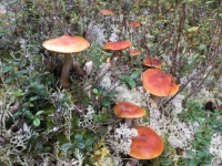 Cortinarius Mushrooms
