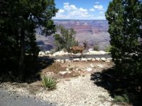 Mule Deer at the Grand Canyon