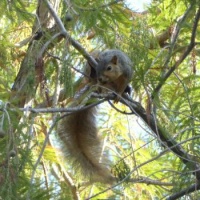 Squirrel balanciing on a small branch