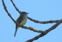 least flycatcher