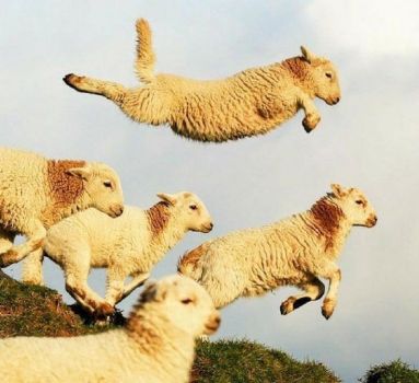flying/leaping animals