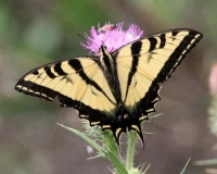 Western Tiger Swallowtail on Purple Milk Thistle, San Dieguito County Park, Solana Beach, California