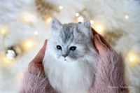 Realistic Cats made with Needle Felting 17