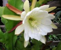 Epiphyllum