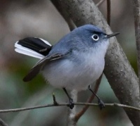 Beautiful Bird on Long Island,  NY,   4-29-22