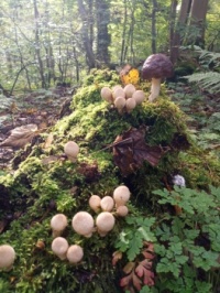 Mushrooms