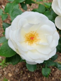 Pax Rose