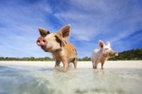 Pigs Island - Bahamas